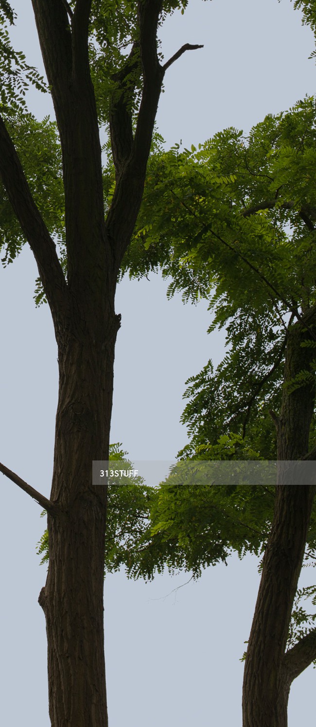 tree branches cutout