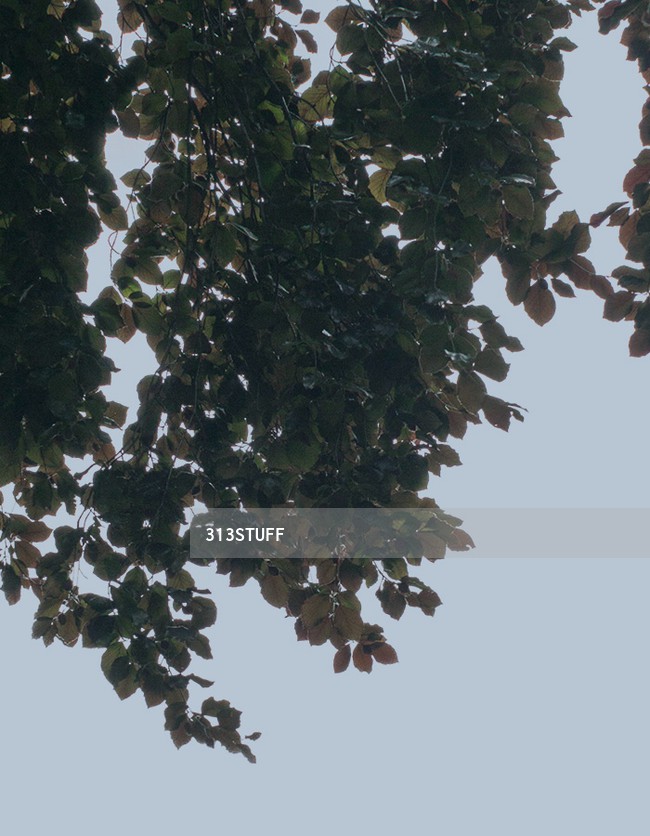 tree branches cutout