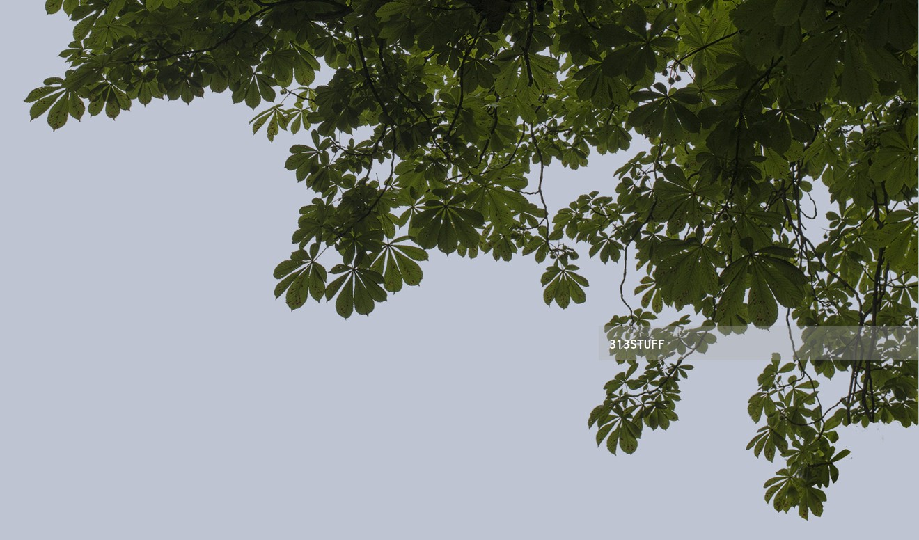 tree branches cutout