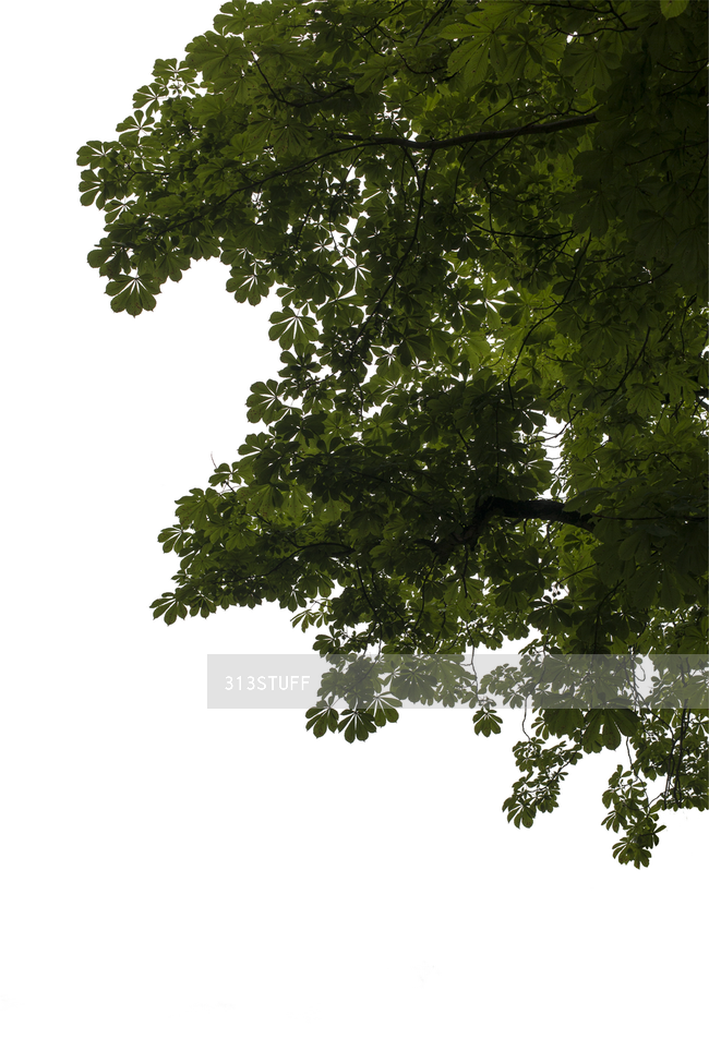 tree branches cutout