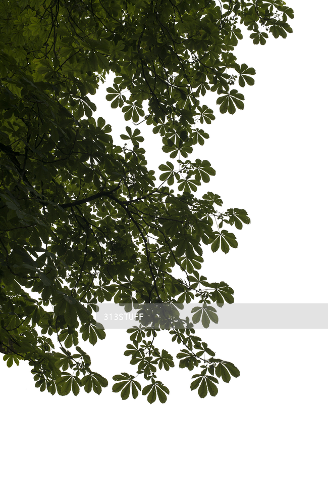 tree branches cutout