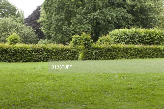 park bushes photo