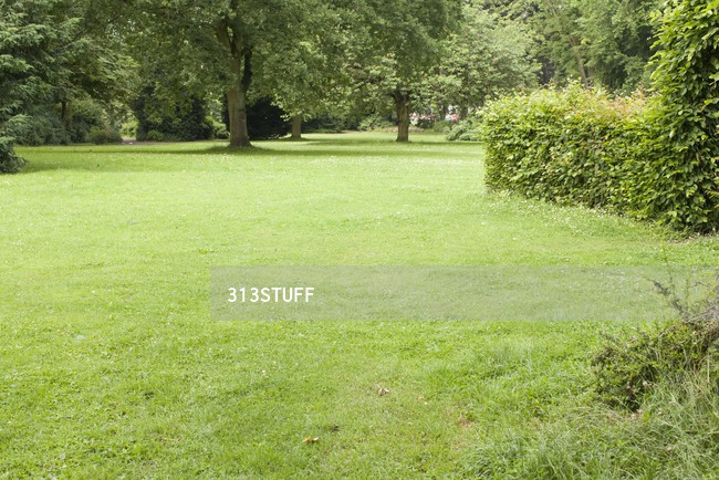 park bushes photo