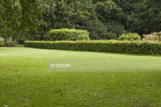 park bushes photo