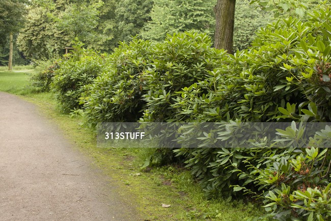 park bushes photo