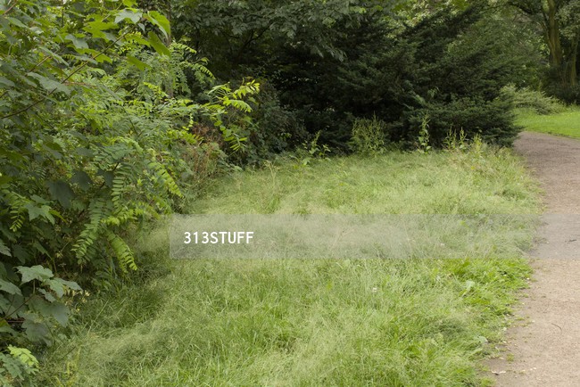 park bushes photo