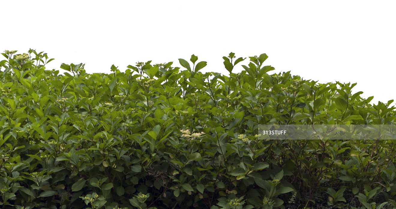 park bushes photo