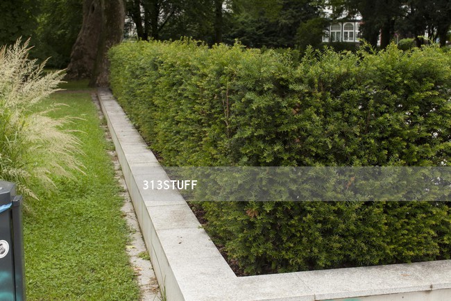 park bushes photo