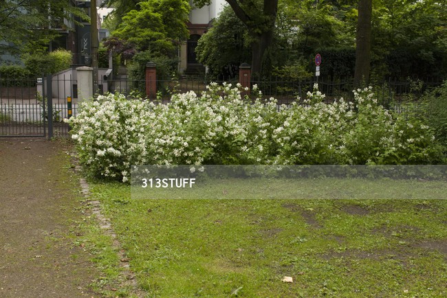 park bushes photo