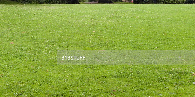 grass photos