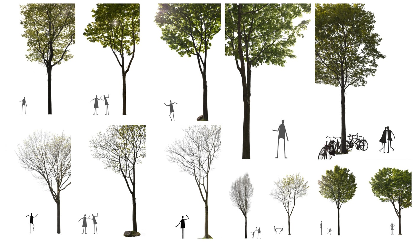 11 elegant spring trees